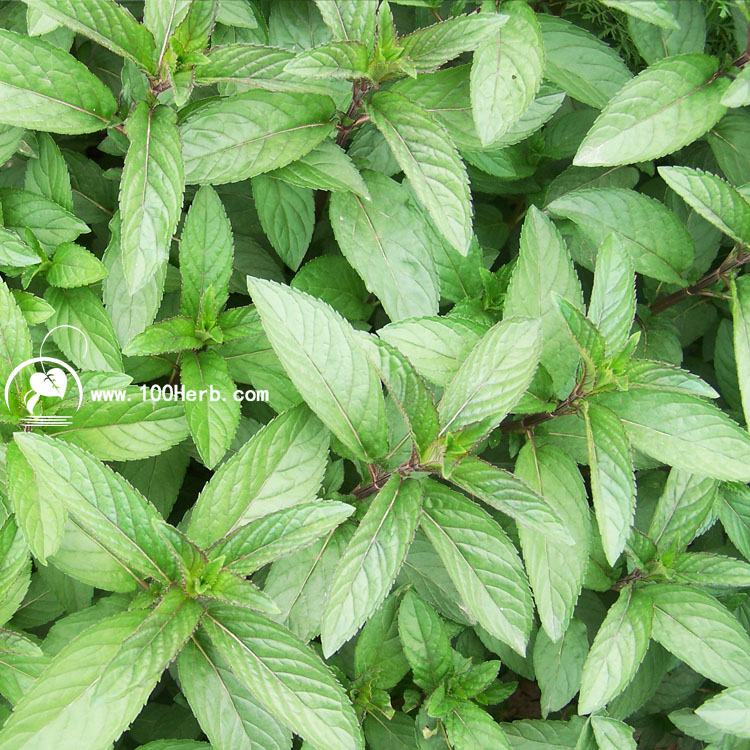 胡椒薄荷