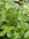 热水浇香草可释放杀菌成分