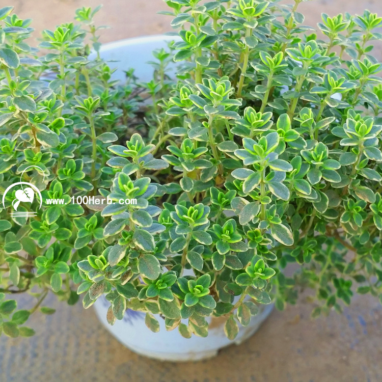 金边百里香盆栽苗