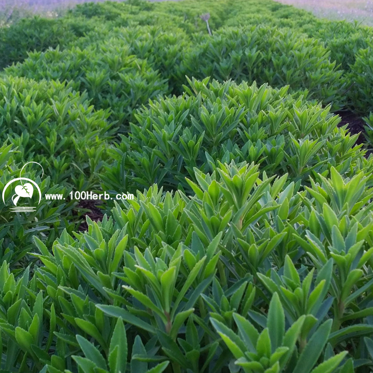 养心菜种植基地