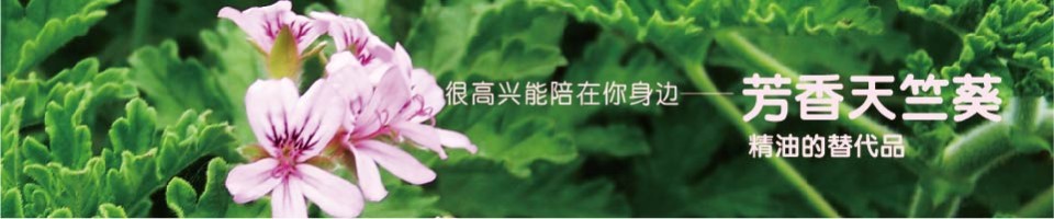 芳香天竺葵专题