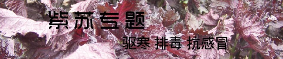 紫苏专题