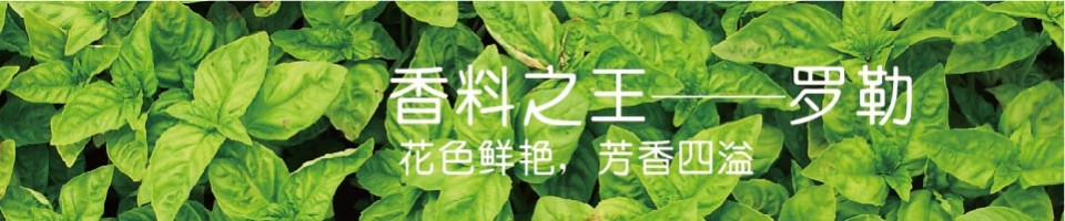 罗勒专题