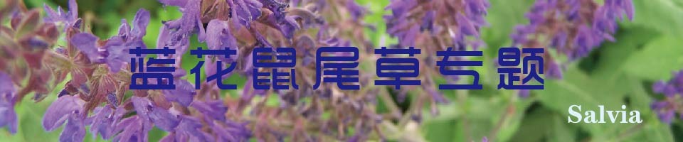 鼠尾草专题