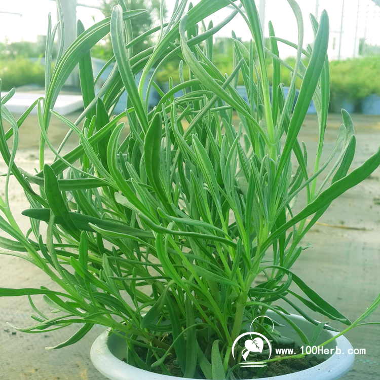 750正方形狭叶薰衣草2