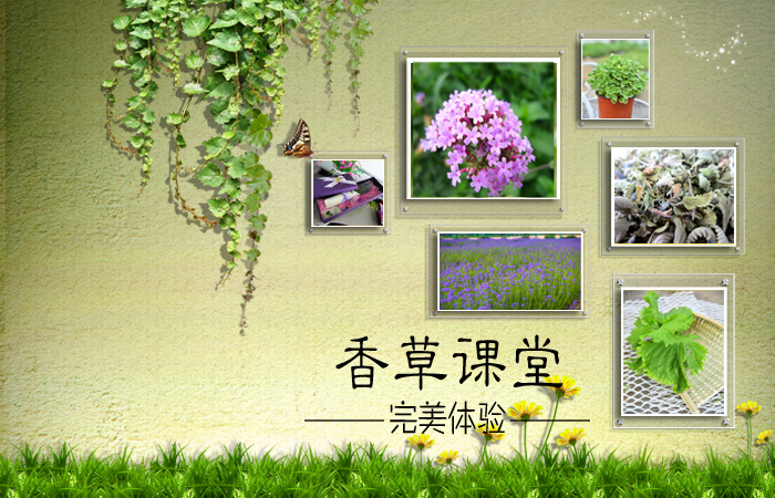 香草课堂开课了