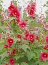 芳香药草蜀葵如何种植