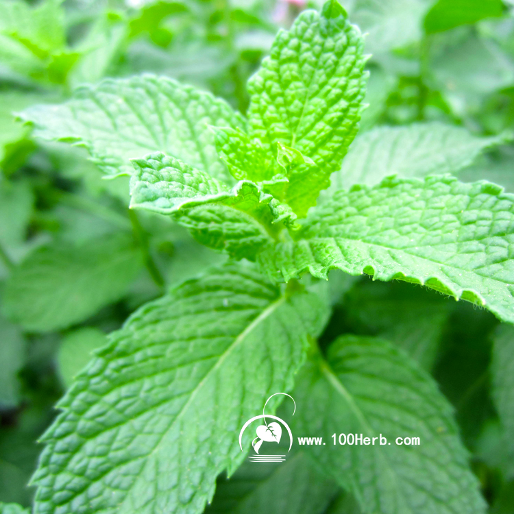 薄荷1