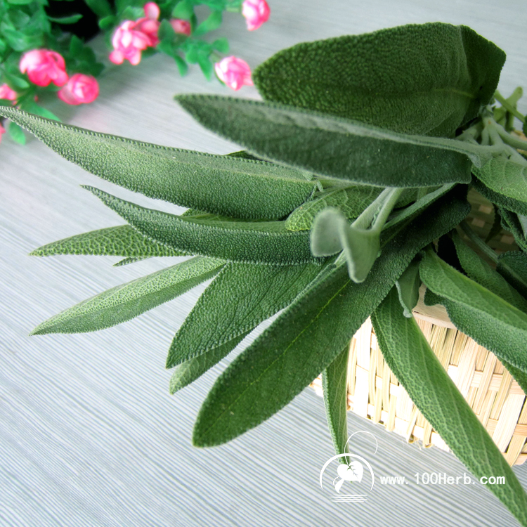 鼠尾草鲜品香草园