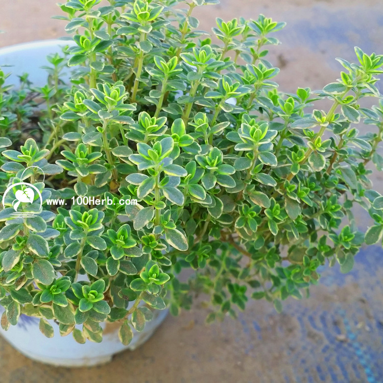 金边柠檬百里香