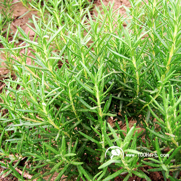 迷迭香1 (2)