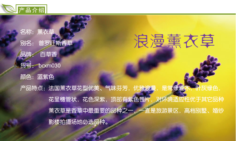 薰衣草海报-02