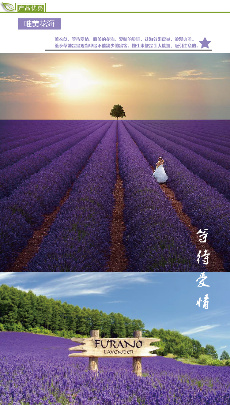 薰衣草海报-03