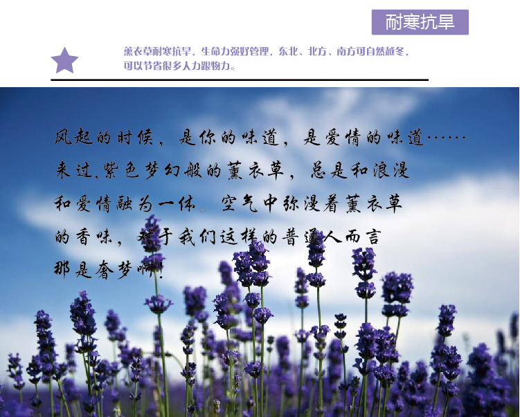 薰衣草海报-04
