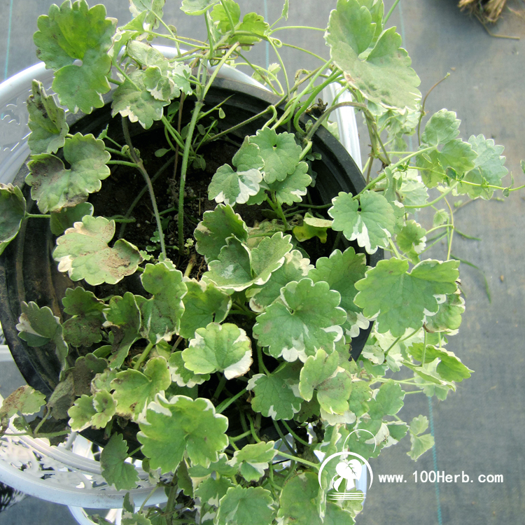 金钱薄荷盆栽