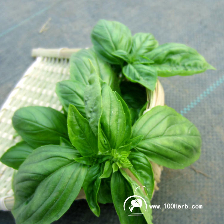 大叶罗勒 (2)