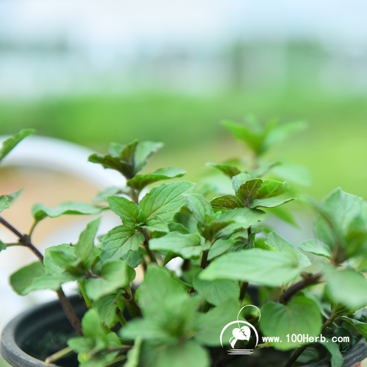薄荷2
