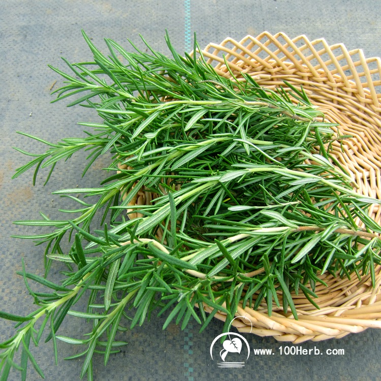 迷迭香鲜叶批发 (4)