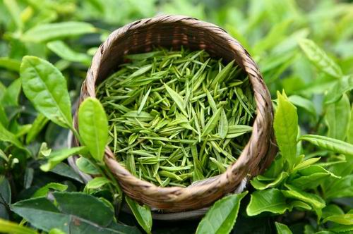 绿茶