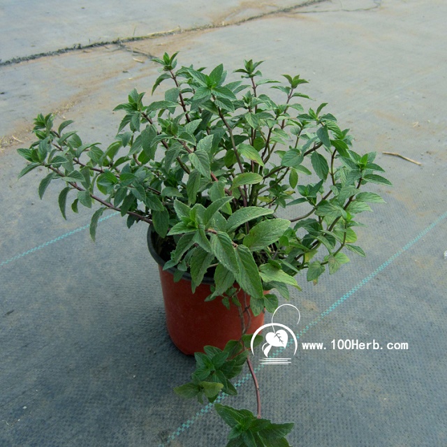 胡椒薄荷2 (1)