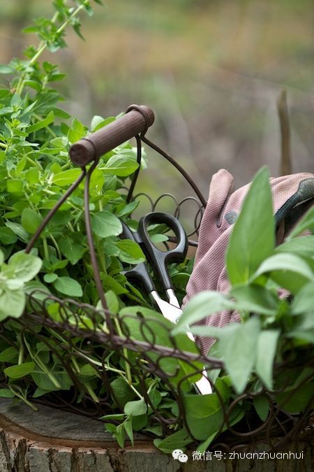 香草牛至