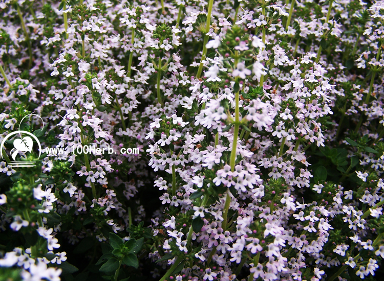 百里香开花