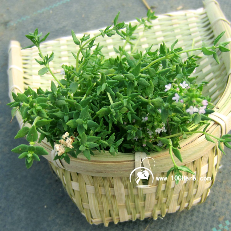 百里香鲜叶 (6)