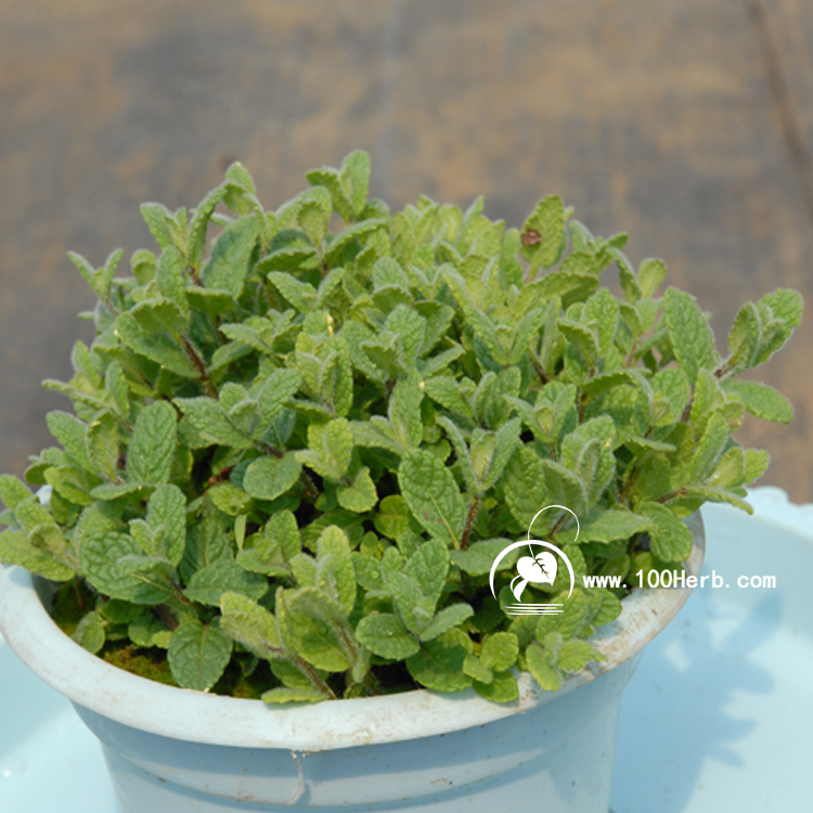 薄荷4 (3)