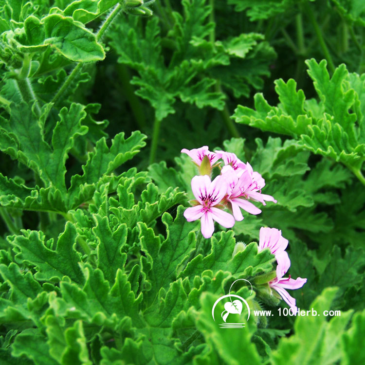 家里养哪些植物可以驱蚊?