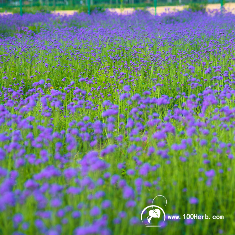 花海3
