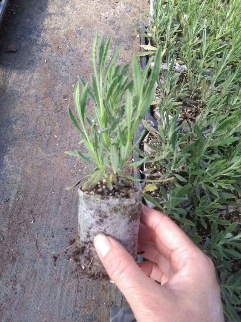 甜薰