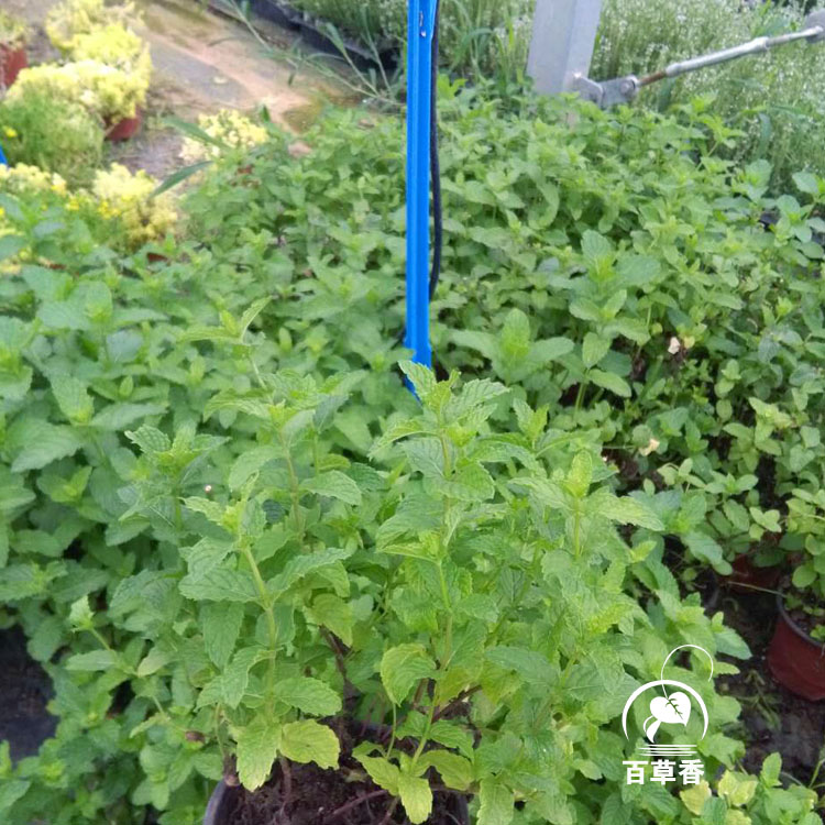 留兰香薄荷盆