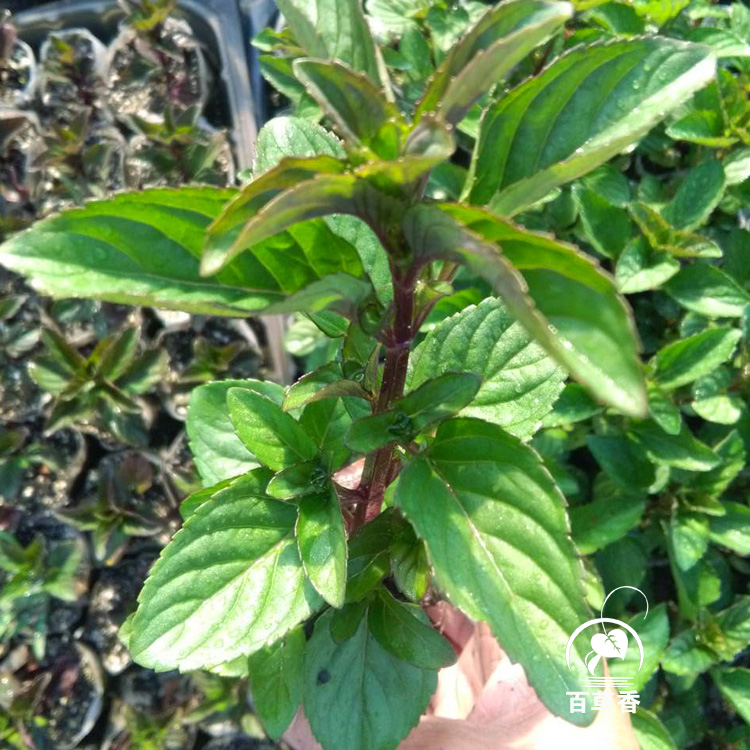 香槟薄荷