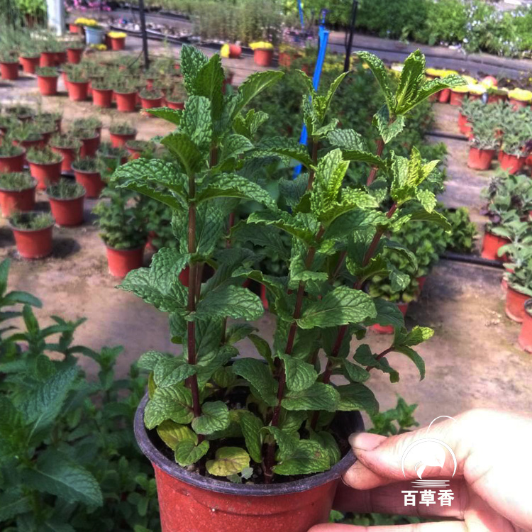 留兰香薄荷