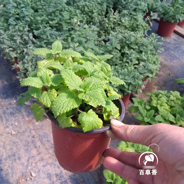 香蜂草