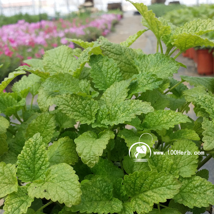 香蜂草 (2)