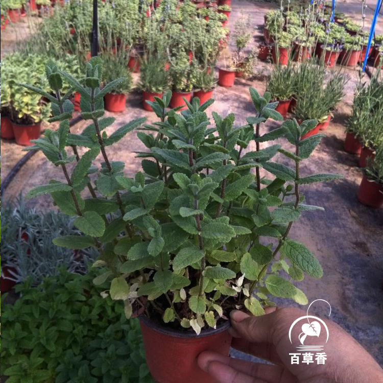 凤梨薄荷盆