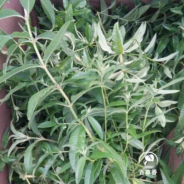 柠檬马鞭草叶