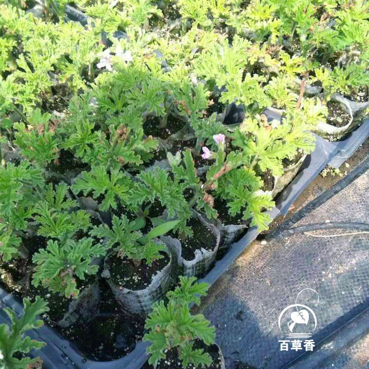 天竺葵