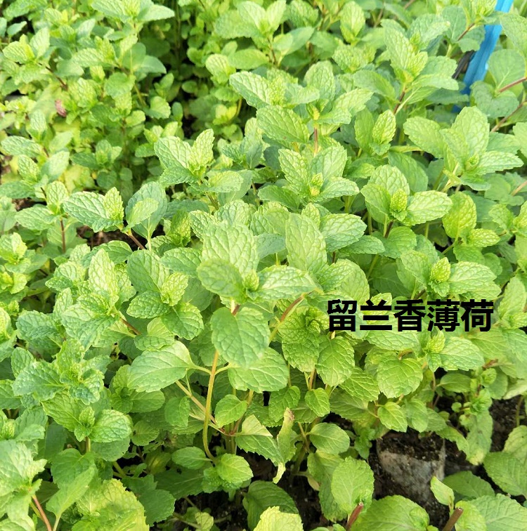 留兰香11