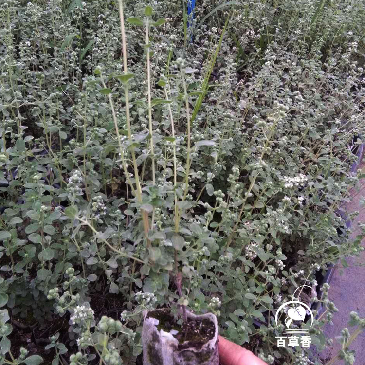马郁兰无纺布