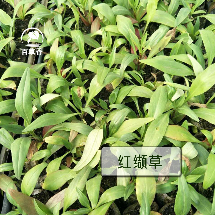 缬草