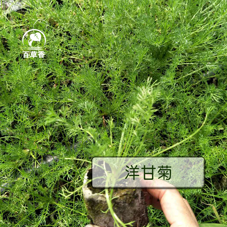 洋甘菊