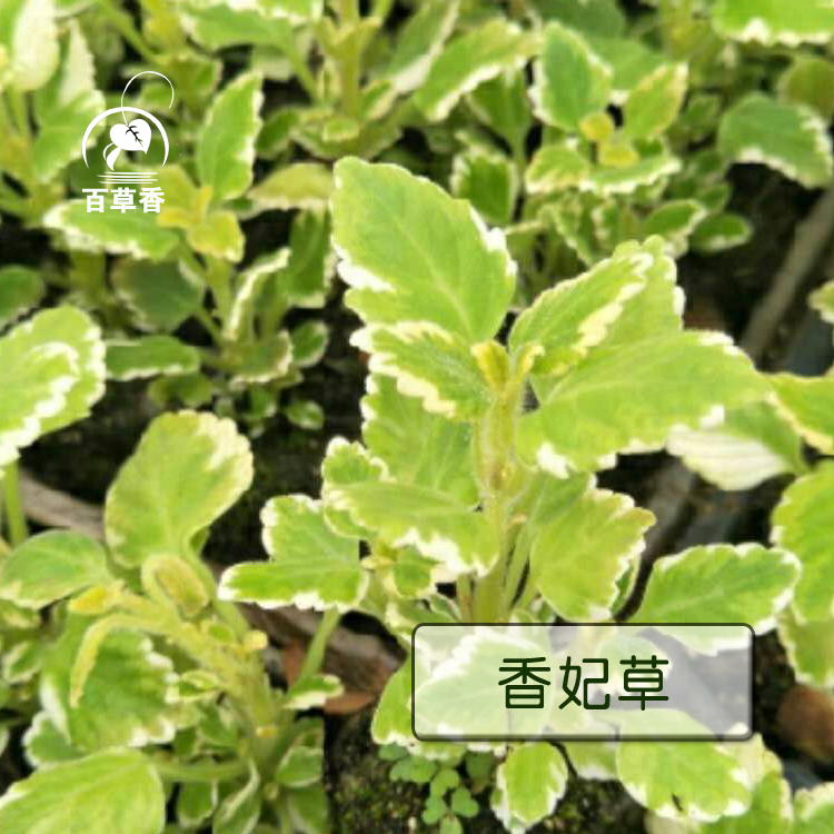 香妃草