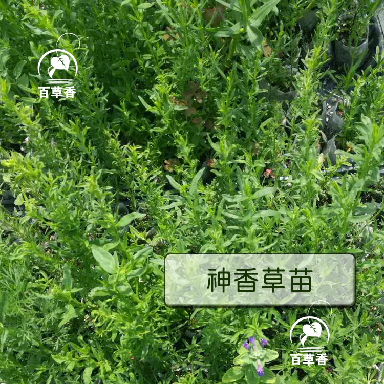 神香草