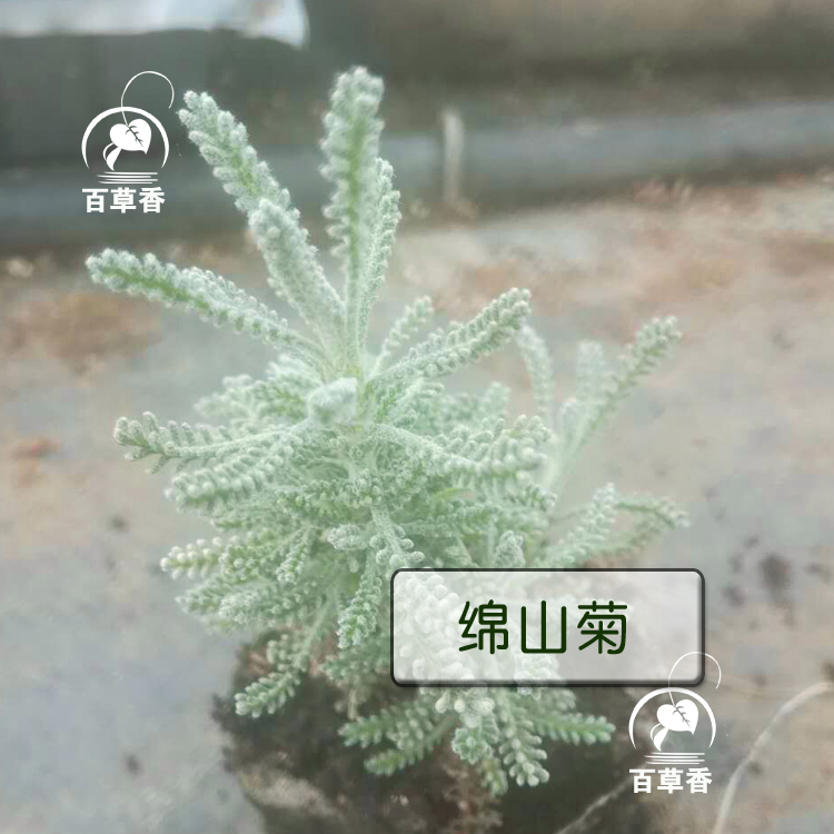 绵山菊