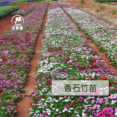 香石竹