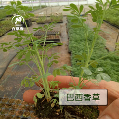 巴西香草