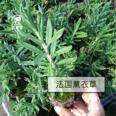 法国薰衣草