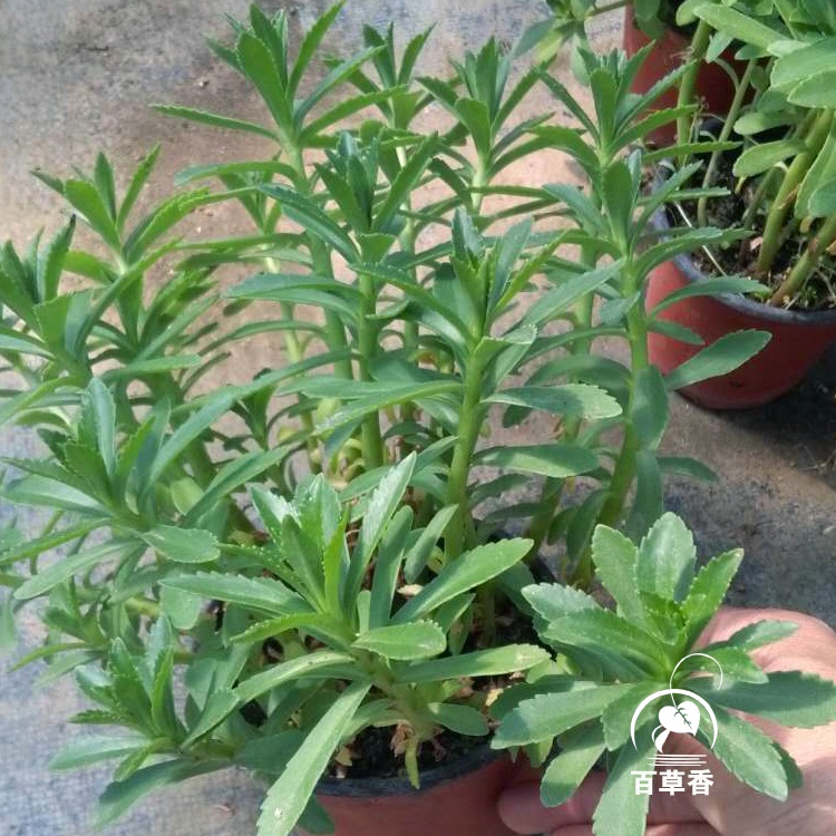 养心菜